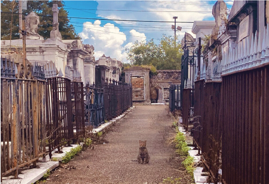 Esmeralda the Cemetery Cat Collection